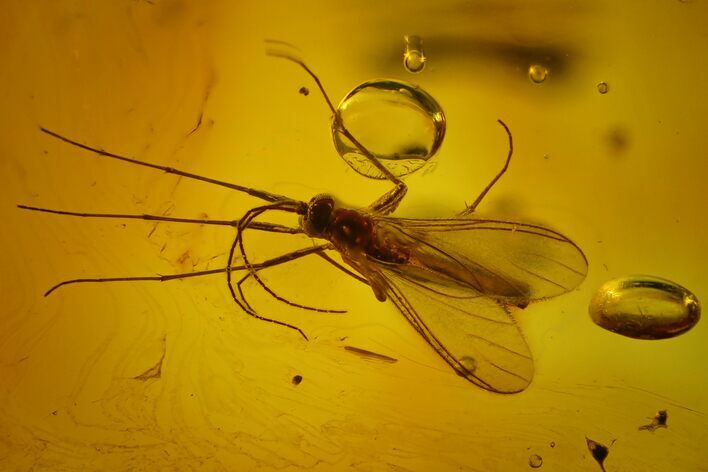 Two Fossil Flies (Diptera) In Baltic Amber #166247